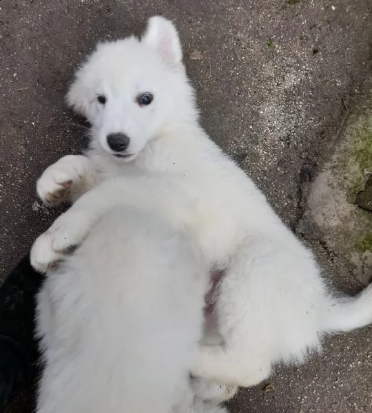 adotta la fantastica meg | Foto 0