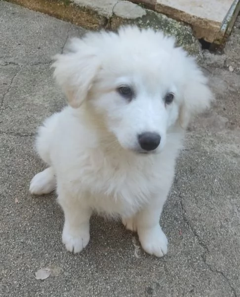 adotta la fantastica meg