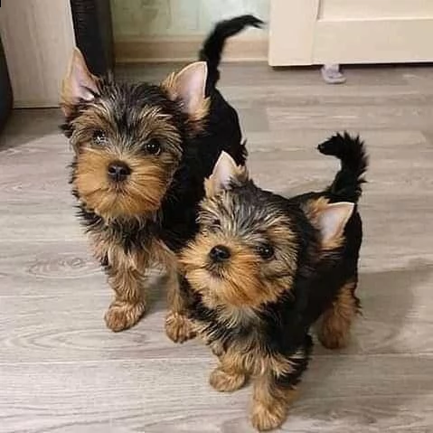 regalo yorkie toy disponibile | Foto 2