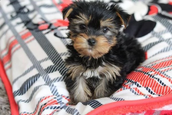 regalo yorkie toy disponibile | Foto 1