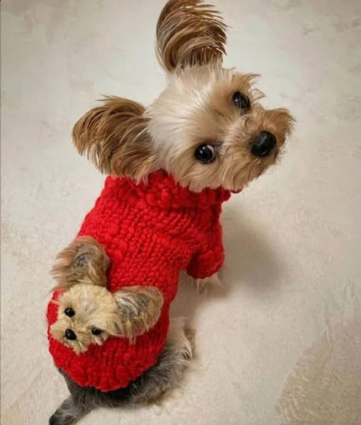 regalo yorkie toy disponibile | Foto 0