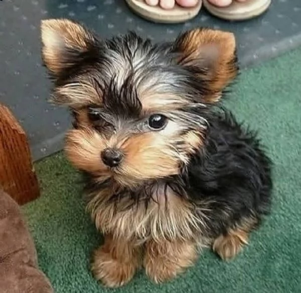regalo yorkie toy disponibile