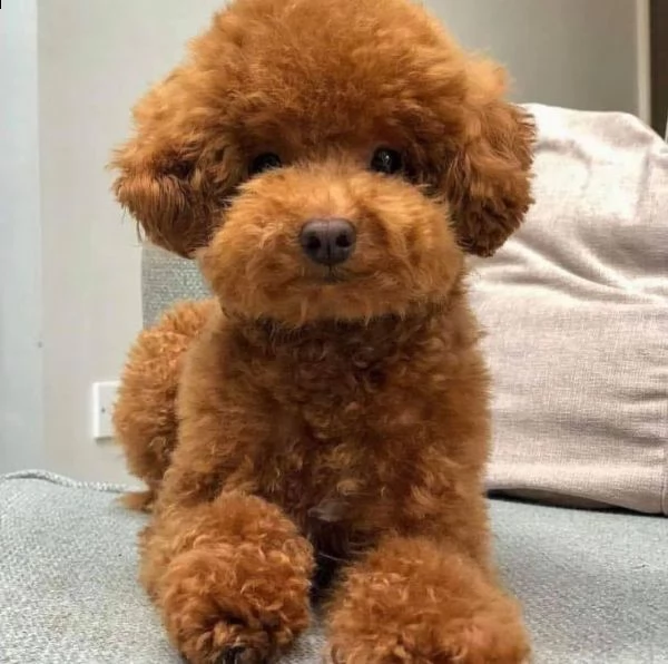 barboncino toy maschio e femmina