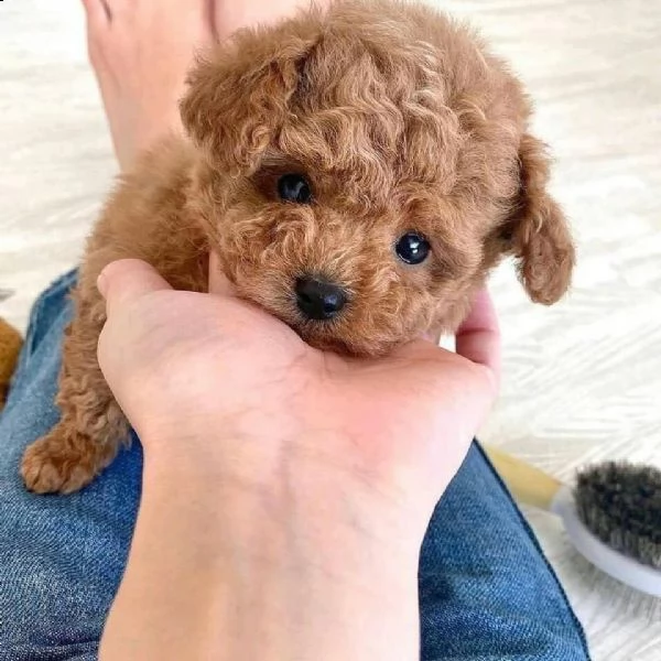 2regalo barboncino((