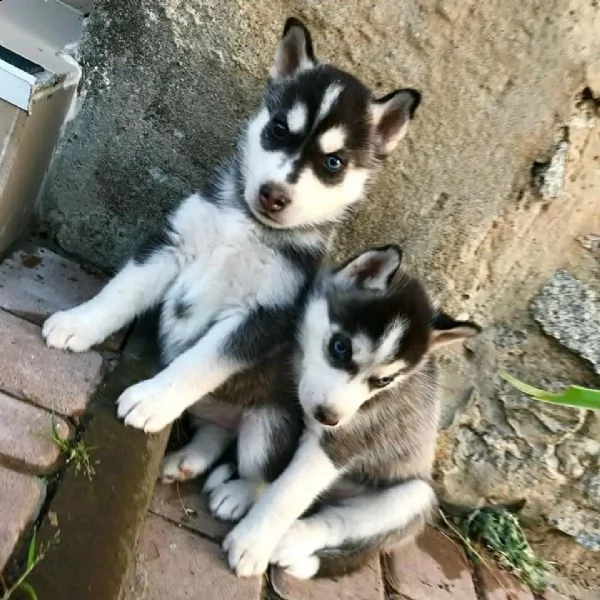 regalo cuccioli di husky siberiano  maschi e femmina.  