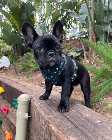 regalo maschio e femmina bouledogue francese con pedigree