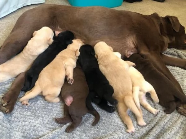 regalo adorabili cuccioli di la labrador chicolato