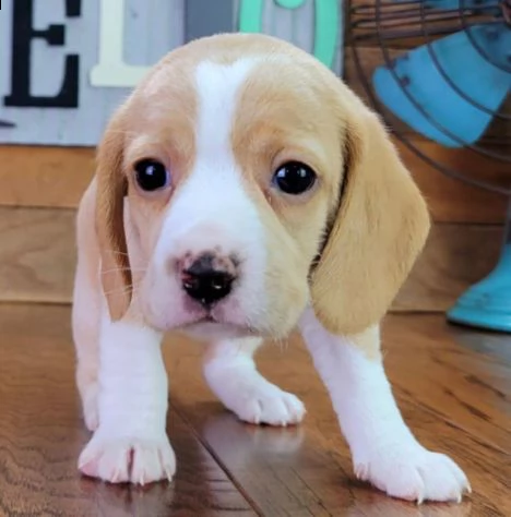 regalo cuccioli di beagle maschi che femmine nb,