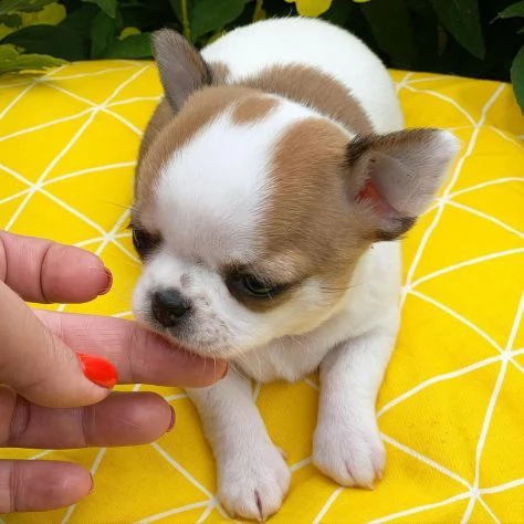 regalo chihuahua cuccioli