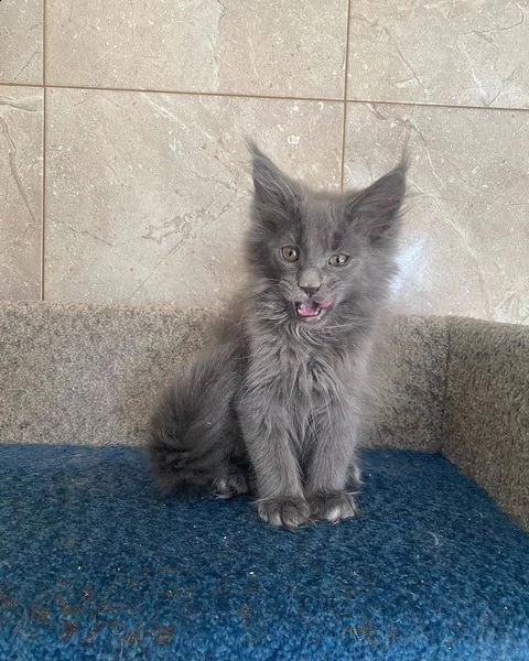 main coon sverminati e vaccinati pronti per un'altra casa. perfetto per un regalo o una sorpresa per | Foto 0