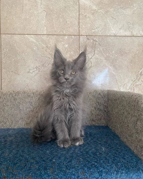 main coon sverminati e vaccinati pronti per un'altra casa. perfetto per un regalo o una sorpresa per