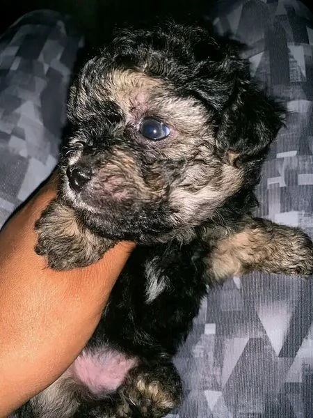 shitzu cuccioli per l'adozione ciao! so solo che siamo fatti per essere. ho sognato di tornare a cas