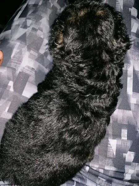 shitzu cuccioli per l'adozione ciao! so solo che siamo fatti per essere. ho sognato di tornare a cas | Foto 0