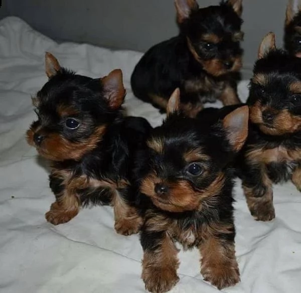 puppies