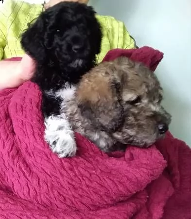 siamo una famiglia di amanti di shih tzu. abbiamo visto questi piccoli cuccioli benedire la vita del