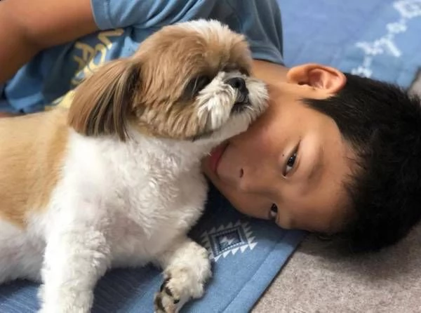 siamo una famiglia di amanti di shih tzu. abbiamo visto questi piccoli cuccioli benedire la   vita d | Foto 0