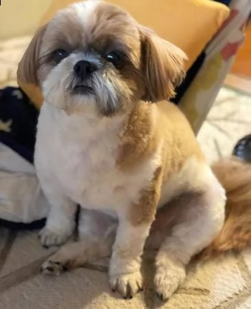 siamo una famiglia di amanti di shih tzu. abbiamo visto questi piccoli cuccioli benedire la   vita d