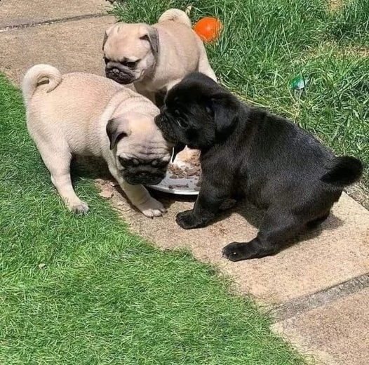 vendita stupendi cuccioli carlini con pedigree