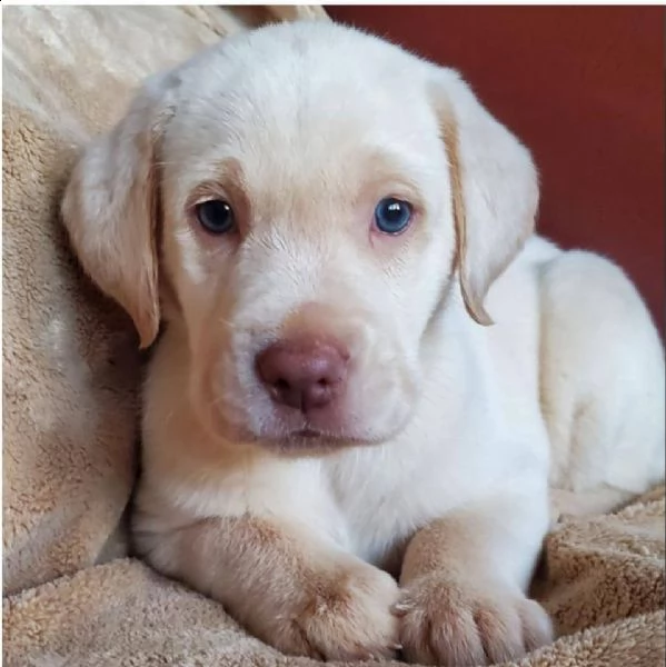 bello labrador , maschio e femmina, in regalo