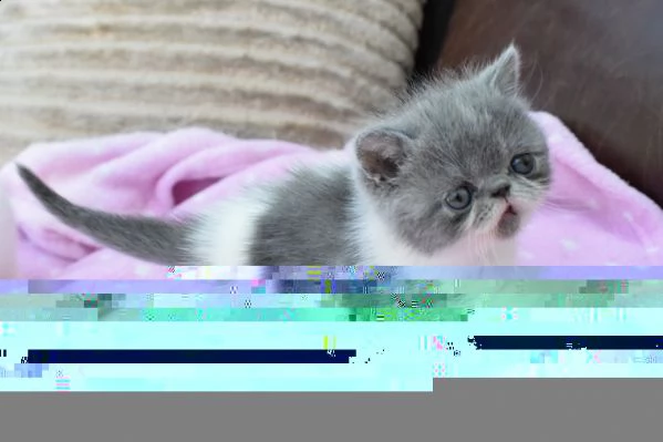 gattini affettuoso exotic in regalo