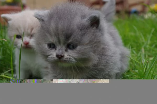 digitare meravigliosi gattini british in regalo