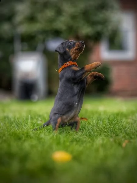 meravigliosi cuccioli di pinscher | Foto 2