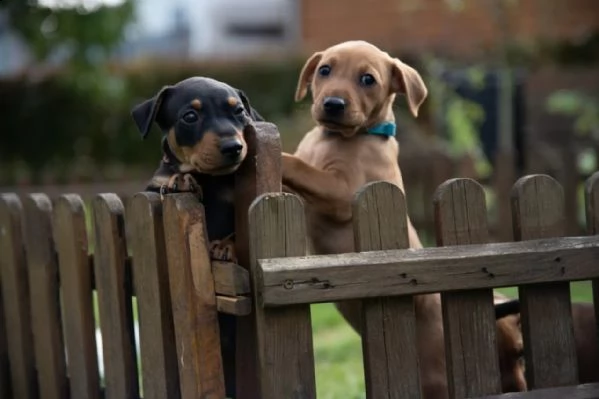 meravigliosi cuccioli di pinscher | Foto 1