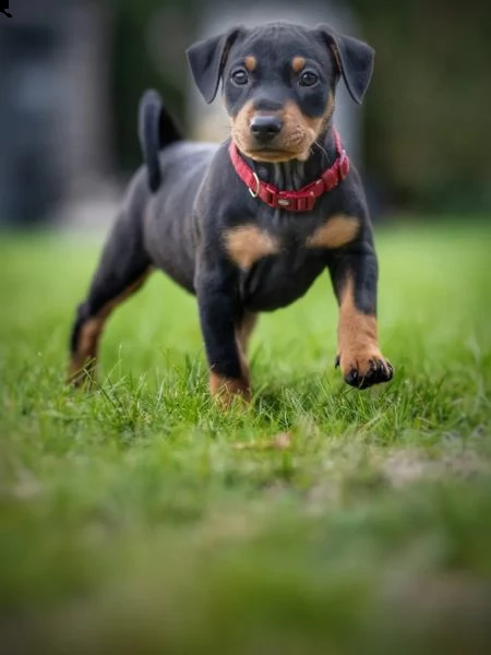 meravigliosi cuccioli di pinscher | Foto 0