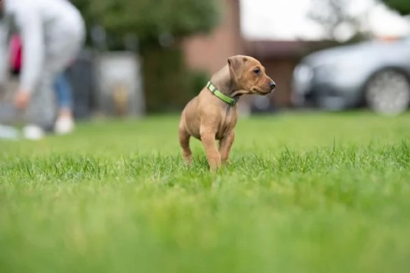 meravigliosi cuccioli di pinscher