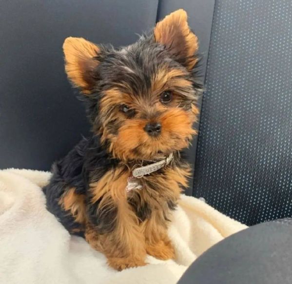 giocattolo yorkie disponibile per la vendita | Foto 0