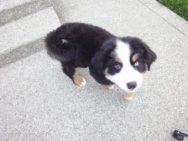 bovaro del bernese pronti | Foto 0