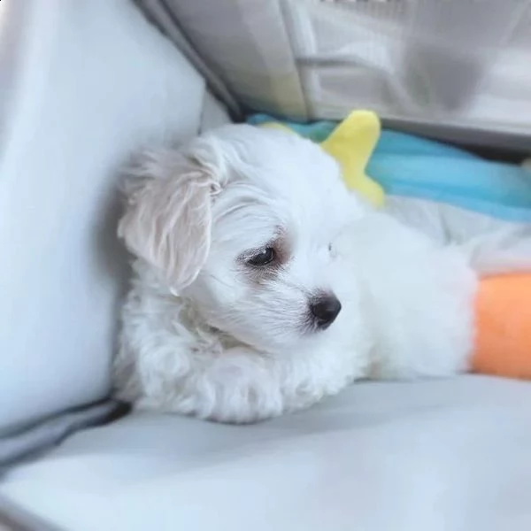 giocosi cuccioli maltesi per l'adozione(+34631716322)