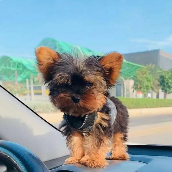 abbiamo dei bellissimi cuccioli di yorkie (+34631716322)