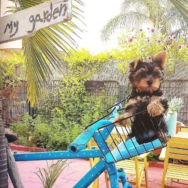 cuccioli di yorkie assolutamente sani (+34631716322)