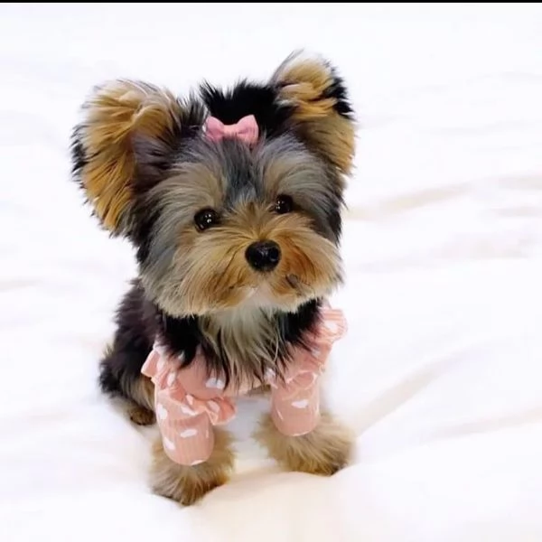 cuccioli yorkie per adozione(+34631716322)