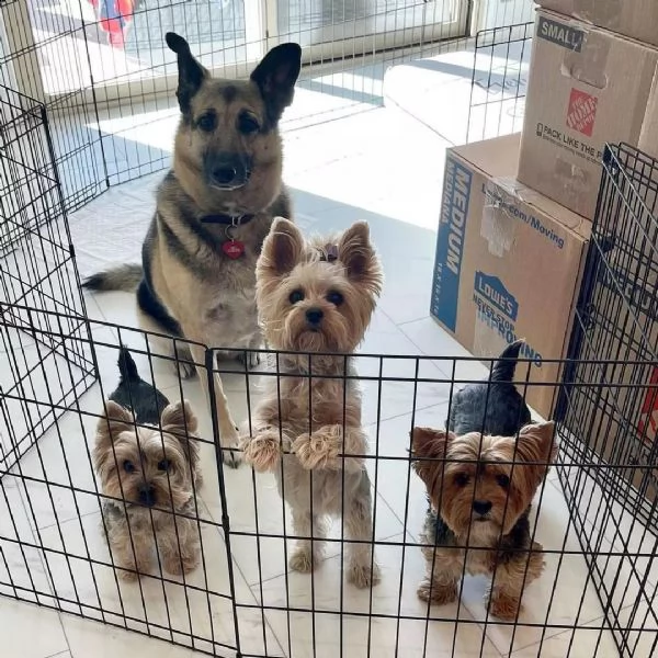 adorabili cuccioli di yorkie (+34631716322)