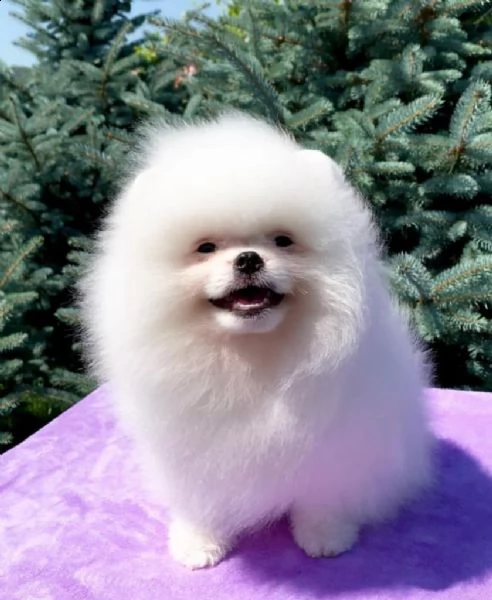 adorabili cuccioli di pomerania con pedigree(+34631716322)