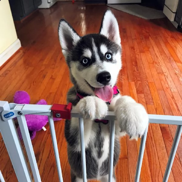 siberian husky | Foto 0