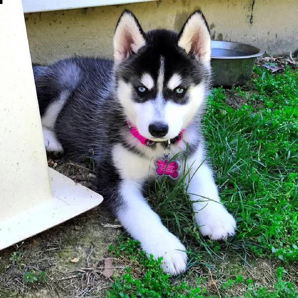 siberian husky