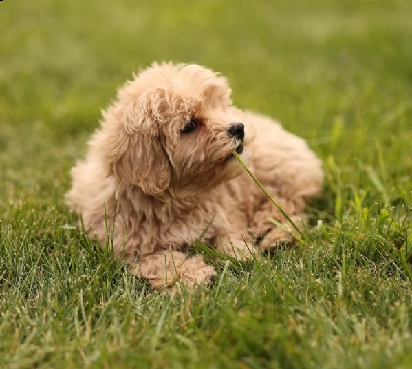 barboncino red | Foto 1