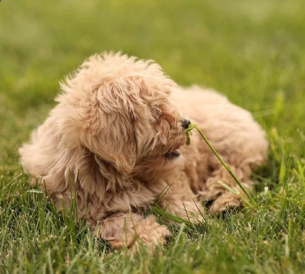 barboncino red | Foto 0