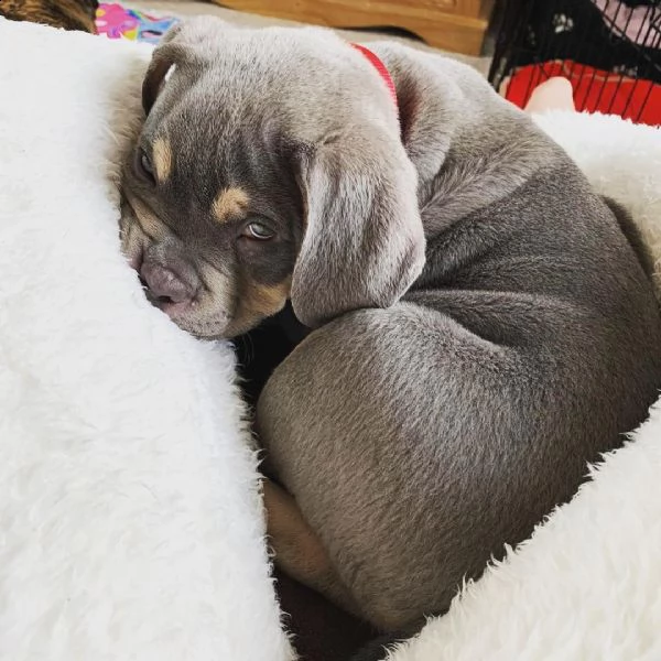 cuccioli di 3 mesi pitbull | Foto 0