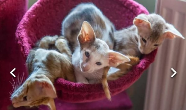 gattini orientale  in regalo