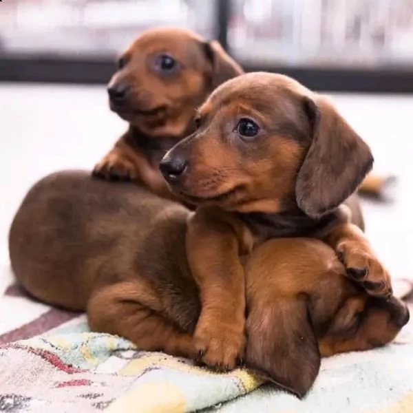 cuccioli di bassotto per adozione