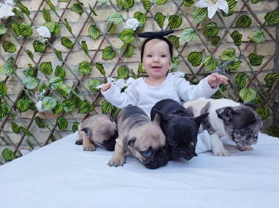 vendo bellissimi cuccioli di bulldog francese maschio e femmina | Foto 1
