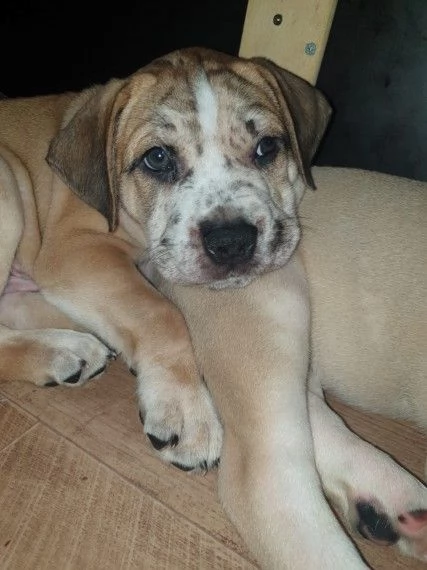 pitbull cuccioli  | Foto 1