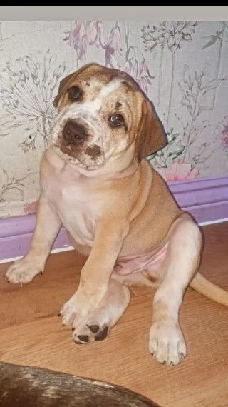 pitbull cuccioli  | Foto 0