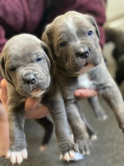 cuccioli di pitbull  | Foto 0