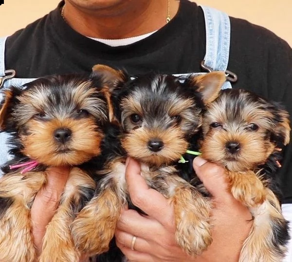 il cane yorkshire terrier (yorkie) è pronto per andare a casa ora | Foto 0