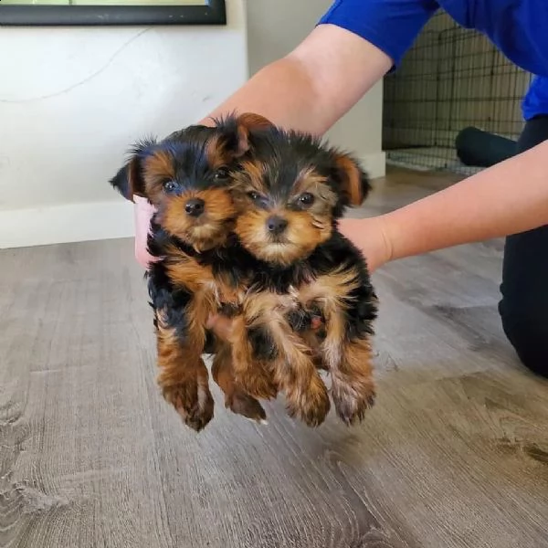 il cane yorkshire terrier (yorkie) è pronto per andare a casa ora